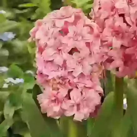 Spring Beauty
